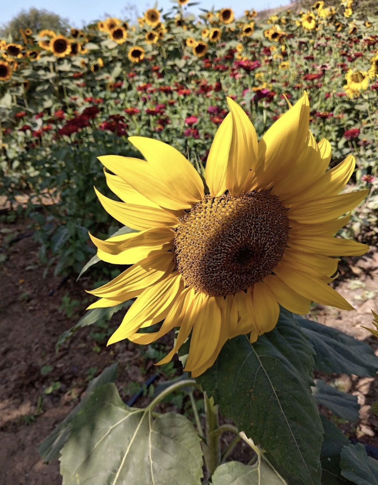 Campos florales